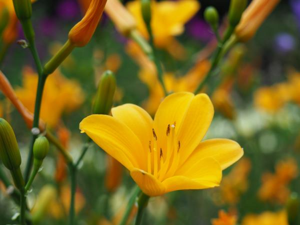 Hemerocallis 'From China with Love' | Taglilie